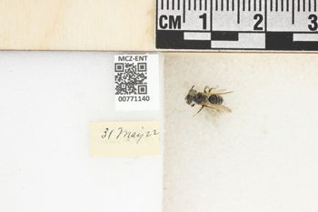 Media type: image;   Entomology 771140 Aspect: Labels